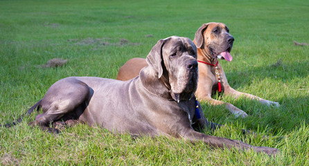 Purebred Great Danes on the grass