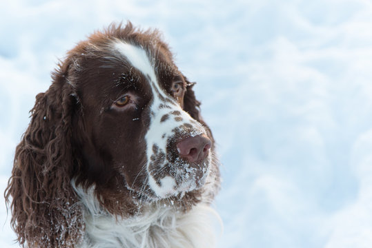 The head of the dog is the English Springer Spaniel, in snow on the winter nature