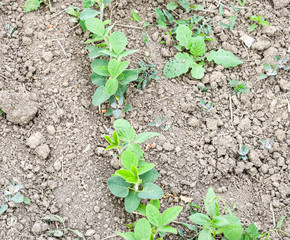 the Soy field.