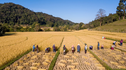 Golden organic Rice Field on Harvesting Rice By Hand by Farmer in Thailand