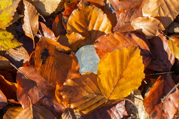 Bitcoin Kryptowährung in Herbst Laub