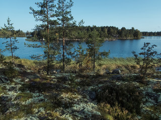 Islands of Lake Ladoga. Northern landscape with young pines, moss, stones and a lake on a sunny autumn day.