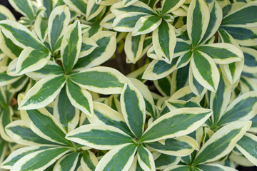 Plant leaf background