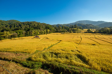 Beautiful landscape view of rice terraces and house