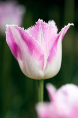 Obraz na płótnie Canvas White purple tulip in nature - very shallow depth of field