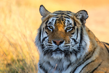 Portrait of a male tiger - Tiger Canyons Game Reserve - South Africa