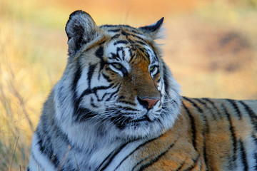 Portrait of a male tiger - Tiger Canyons Game Reserve - South Africa