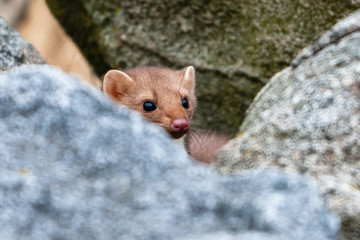 Stone marten, Martes foina, with clear green background. Detail portrait of forest animal. Small predator sitting on the beautiful green mossy tree trunk in the forest.