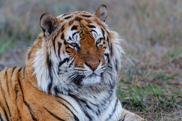 Portrait of a male tiger - Tiger Canyons Game Reserve - South Africa