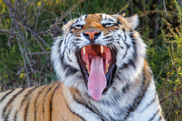 Portrait of a male tiger - Tiger Canyons Game Reserve - South Africa
