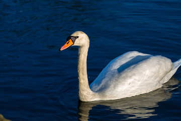 White swan in lake