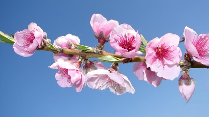 Almond blossom in Algarve, Portugal