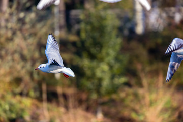 Seagull in fly