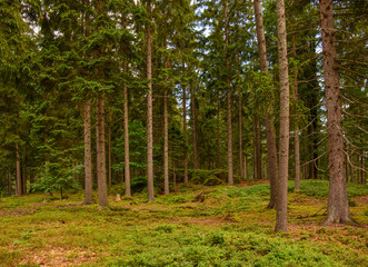 Waldweg