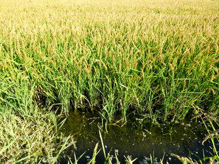 Field of rice in the rice paddies