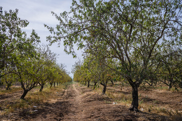 Fototapeta premium Cherry garden at the Golan Heights