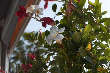 vines flowers of white and red bells