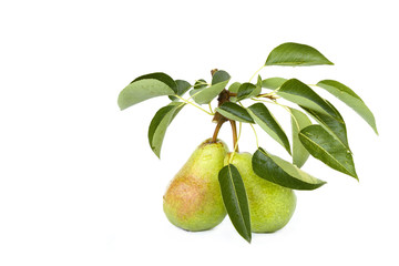Two fresh Williams pears with leaves isolated on white background