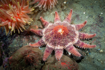 Spiny Sun Star underwater in the St. Lawrence River in Canada