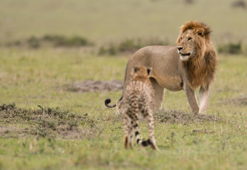 Male lion and cheetah in Masai Mara Gram Reserve, Kenya