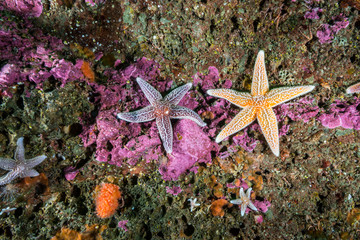 Common starfish underwater in the Gulf of St. Lawrence.