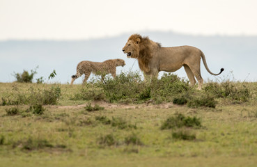 Male lion and cheetah in Masai Mara Gsme Reserve, Kenya