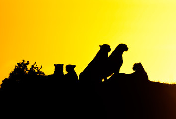 Silhouette of cheetahs