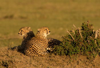 Cheetah in morning light