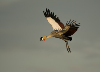 Grey Crowned Crane in flight