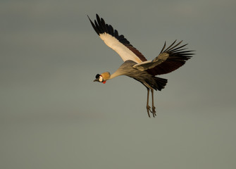 Grey Crowned Crane in flight