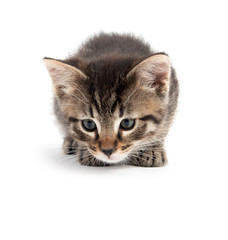 tabby laying down on white