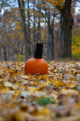 black kitten sitting on pumplin in forest