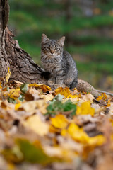 Tabby cat and fall colors