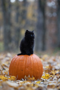 black kitten sitting on pumplin in forest