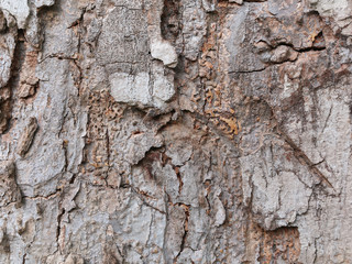 Surface of timber background