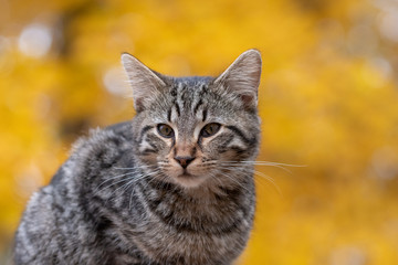 Cute tabby cat with yellow background
