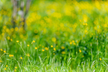 LOT OF BEAUTIFUL YELLOW FLOWERS ON A MEADOW