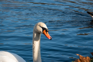 Mute Swan in Autumn