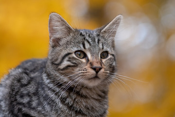 Cute tabby cat with yellow background