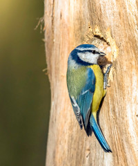 blue tit in the uk