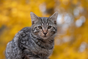 Cute tabby cat with yellow background