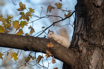 White squirrel in the woods