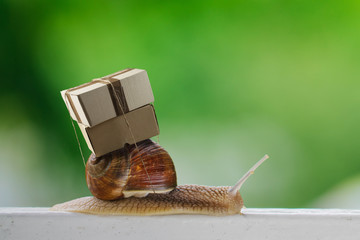 Snail © wpadington