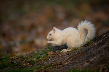 White squirrel in the woods