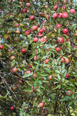 background with ripe red apples on a tree