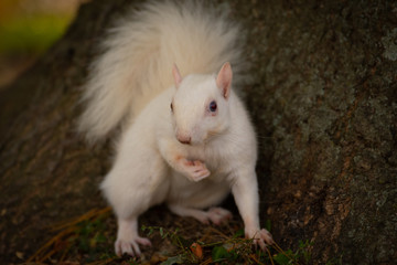 White squirrel in the woods