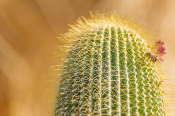 close up of a cactus