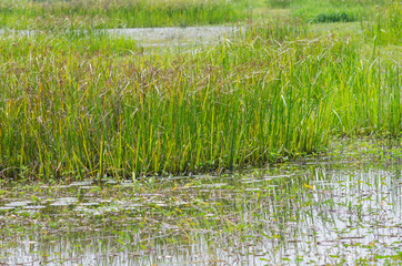 Obraz premium Reed field in swamp