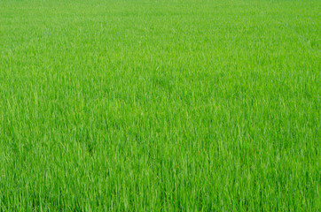 Green paddy field