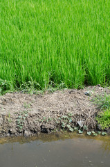 Green paddy field